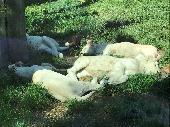 2021-06-17 ZOO Hodonn